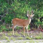 Photo provided by Kenai National Wildlife Refuge                                 A Key deer, the smallest member of the deer family.