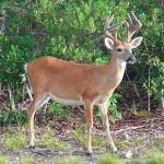 Refuge Notebook: Fire: The Common Denominator