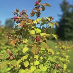 Fresh picked raspberries are an essential ingredient for a brown butter tart, as seen here on Aug. 20, 2020, on a bush in Homer, Alaska. (Photo by Teri Robl)