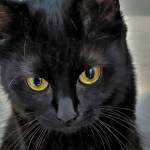 Pet of the Week: Thumbelina