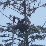 Three bald eagle fledglings sit by a nest across from the Lake Street traffic light near Beluga Slough on Aug. 25, 2020, in Homer, Alaska. A pair of bald eagles has raised chicks in that nest or nearby nests since 2010, attracting birders and photographers every summer. This is one of the first times the eagles have had triplets. (Photo by Michael Armstrong/Homer News)