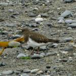 A black turnstone walks on the beach on Sunday, Aug. 29, 2020, at Anchor Point, Alaska. (Photo by Michael Armstrong/Homer News)