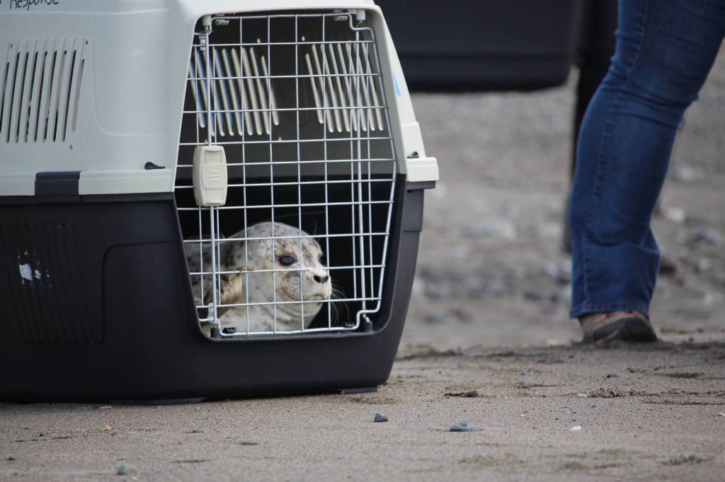 A Harbor Seal awaits its release on the shores of the Kenai Beach on Aug. 27, 2020. (Photo by Brian Mazurek/Peninsula Clarion)