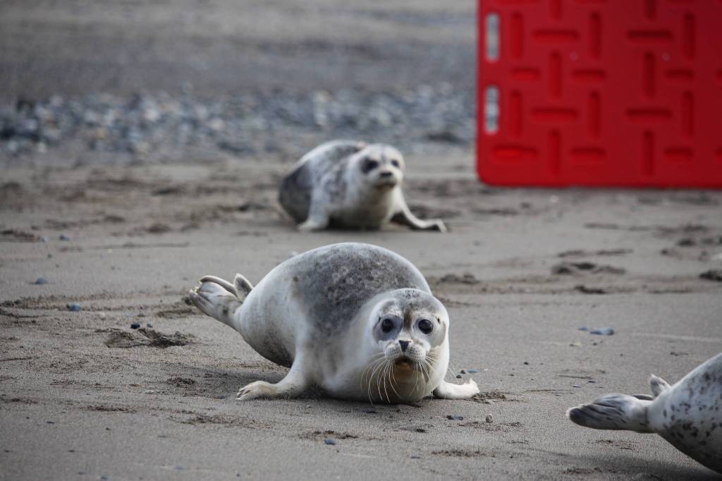 Harbor seals make their way into Cook Inlet after being released by staff from the Alaska SeaLife Center at the Kenai Beach on Aug. 27, 2020. (Photo by Brian Mazurek/Peninsula Clarion)