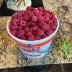 Teri Robl uses a butter tub with a rope as her berry-picking container, as seen here in her Homer, Alaska, kitchen on Sept. 8, 2020. (Photo by Teri Robl)