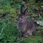 A snowshoe hare forages on Friday. Sept. 4, 2020, on Diamond Ridge near Homer, Alaska. The hare is still in its summer coat, but will turn white for the winter. (Photo by Michael Armstrong/Homer News)