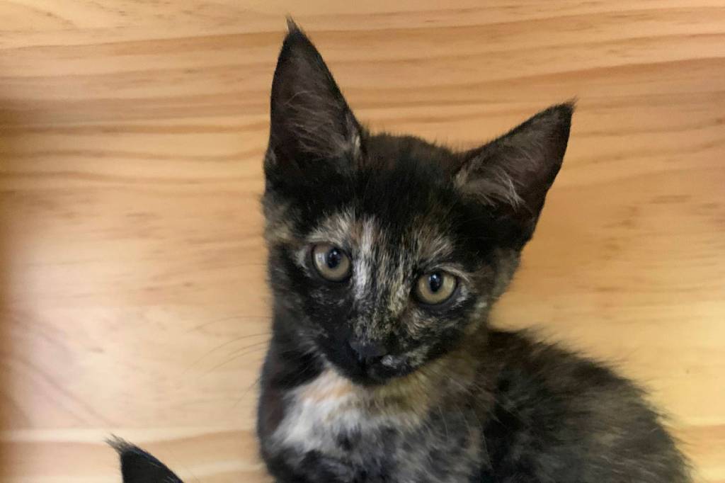 Pets of the Week: Kit and Dottie