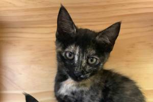 Pets of the Week: Kit and Dottie