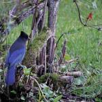 A Stellers jay sits in an elderberry bush on Sept. 11, 2020, on Diamond Ridge near Homer, Alaska. (Photo by Michael Armstrong/Homer News)