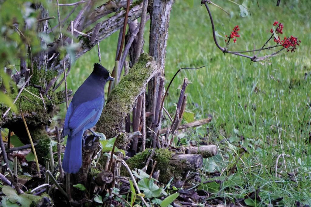 A Stellers jay sits in an elderberry bush on Sept. 11, 2020, on Diamond Ridge near Homer, Alaska. (Photo by Michael Armstrong/Homer News)