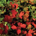 The leaves of a bush have turned red on Sept. 12, 2020, at the Russian River Campground near Cooper Landing, Alaska. (Photo by Michael Armstrong/Homer News)