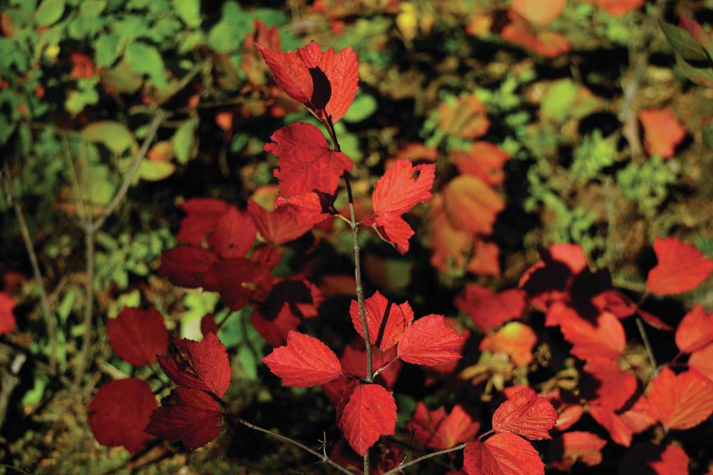 The leaves of a bush have turned red on Sept. 12, 2020, at the Russian River Campground near Cooper Landing, Alaska. (Photo by Michael Armstrong/Homer News)