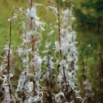 Some fireweed has turned to fluff on Sept. 20, 2020, on Diamond Ridge near Homer, Alaska. (Photo by Michael Armstrong/Homer News)