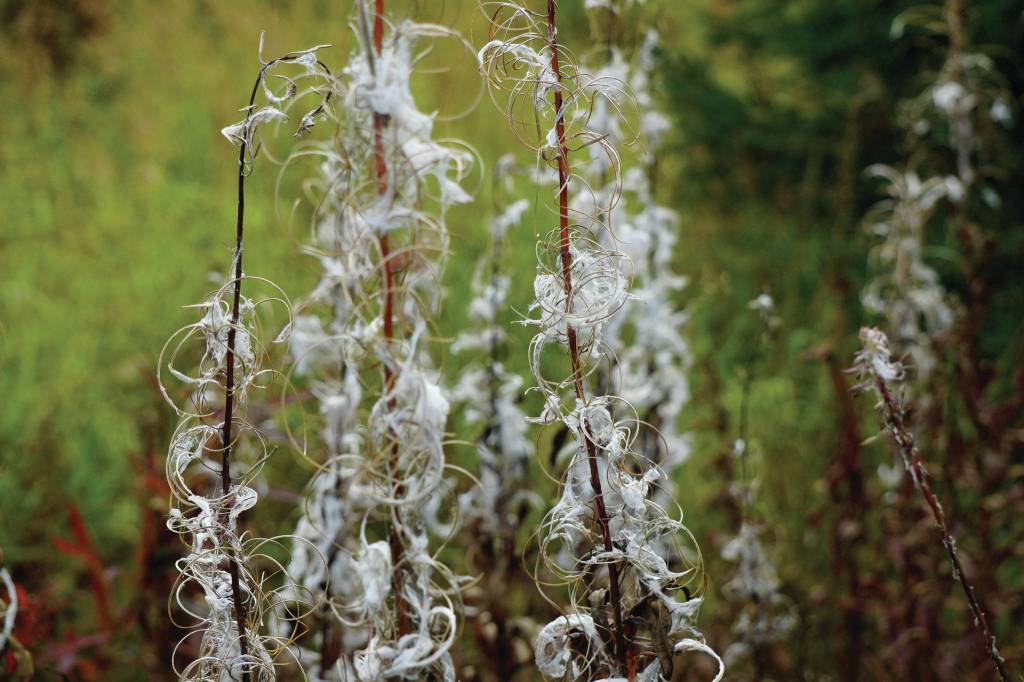 Some fireweed has turned to fluff on Sept. 20, 2020, on Diamond Ridge near Homer, Alaska. (Photo by Michael Armstrong/Homer News)