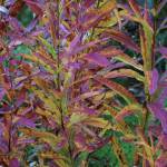 Fireweed has begun to turn purple on Sept. 17, 2020, on Diamond Ridge near Homer, Alaska. (Photo by Michael Armstrong/Homer News)