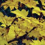 Devils club leaves glow yellow on Sept. 17, 2020, on Diamond Ridge near Homer, Alaska. (Photo by Michael Armstrong/Homer News)