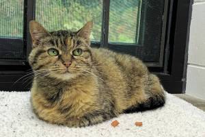 Pet of the Week: Mavis