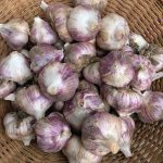 Hydrangeas and garlic make a welcome combination for a lovely fall, as seen here on Saturday, Sept. 26, 2020, in the Kachemak Gardeners garden in Homer, Alaska. (Photos by Rosemary Fitzpatrick)