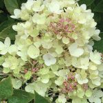 Hydrangeas and garlic make a welcome combination for a lovely fall, as seen here on Saturday, Sept. 26, 2020, in the Kachemak Gardeners garden in Homer, Alaska. (Photos by Rosemary Fitzpatrick)
