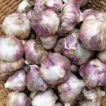 Kachemak Gardener: Of bears and bulbs