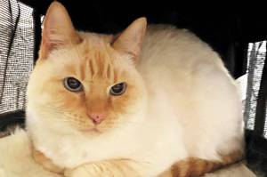 Madonna. (Photo courtesy Homer Animal Shelter)