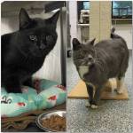 Photo courtesy Homer Animal Shelter Baxter (left) and Ashford (right).