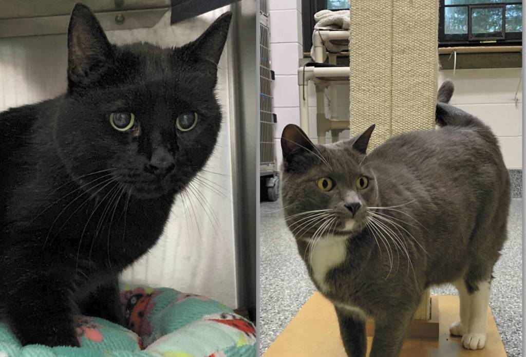 Baxter (left) and Ashford (right). (Photo courtesy Homer Animal Shelter)