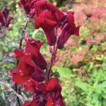 Foxgloves and snapdragons offering much needed color to the fall garden as seen here on Oct. 9, 2020, in the Kachemak Gardeners garden in Homer, Alaska. (Photo by Rosemary Fitzpatrick)