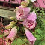 Foxgloves and snapdragons offering much needed color to the fall garden as seen here on Oct. 9, 2020, in the Kachemak Gardeners garden in Homer, Alaska. (Photo by Rosemary Fitzpatrick)