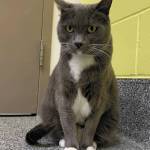 Ashford. (Photo courtesy Homer Animal Shelter)