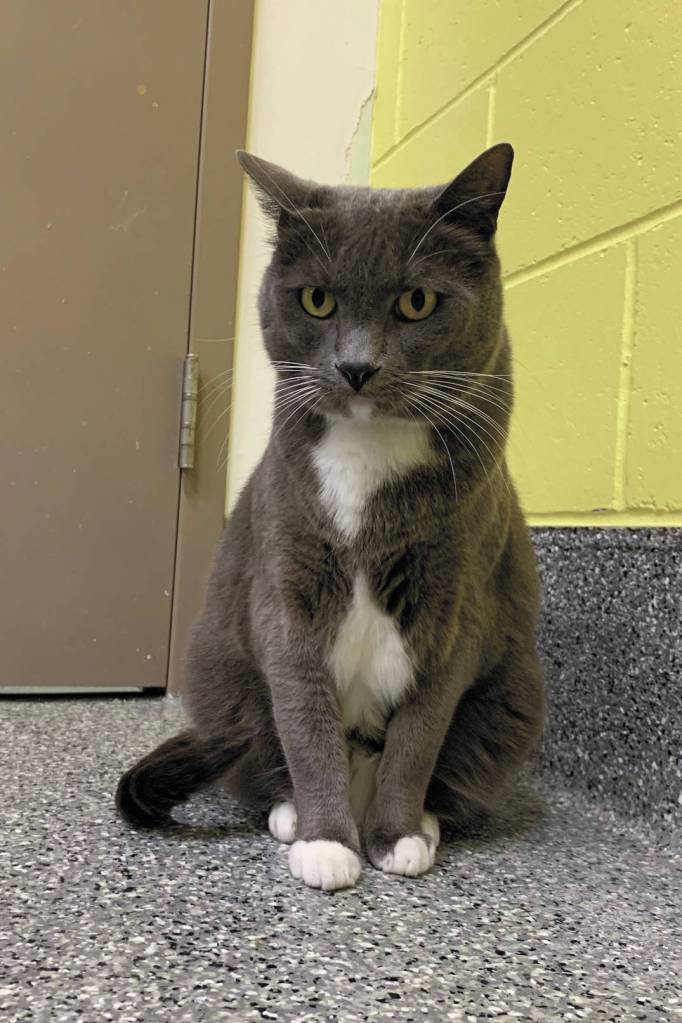 Ashford. (Photo courtesy Homer Animal Shelter)