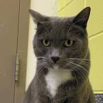 Ashford. (Photo courtesy Homer Animal Shelter)