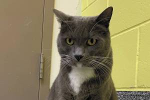 Ashford. (Photo courtesy Homer Animal Shelter)