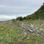 A section of the Diamond Creek beach has built up, with plants growing where 10 years ago there had been bare mud, as seen here on Sunday, Oct. 4, 2020, near Homer, Alaska. (Photo by Michael Armstrong/Homer News)