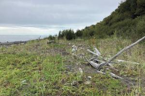 A section of the Diamond Creek beach has built up, with plants growing where 10 years ago there had been bare mud, as seen here on Sunday, Oct. 4, 2020, near Homer, Alaska. (Photo by Michael Armstrong/Homer News)