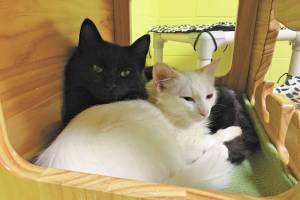 Pets of the week Hamish and Andy. (Photo courtesy Homer Animal Shelter)