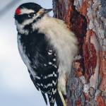 A long, white strip of soft, white feathers running down the back gives the downy woodpecker its name. (Photo by Colin Canterbury/USFWS.