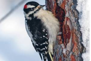 A long, white strip of soft, white feathers running down the back gives the downy woodpecker its name. (Photo by Colin Canterbury/USFWS.