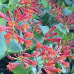 Dropmore honeysuckle attracts hummingbirds, as seen here in the Kachemak Gardeners garden on Wedneday, Oct. 21, 2020, in Homer, Alaska. (Photo by Rosemary Fitzpatrick)