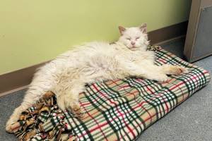 Billy. (Photo courtesy Homer Animal Shelter)