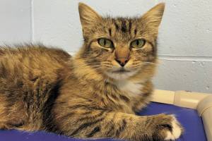 Jess. (Photo courtesy Homer Animal Shelter)