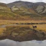 The intrepid Mitsu the dog reconnoiters the landscape at the top of the pass. (Photo by Sorcha Brooks)