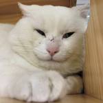 Palmer. (Photo courtesy Homer Animal Shelter)