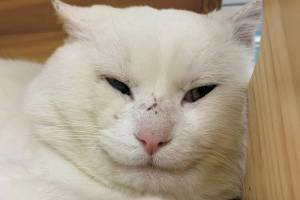 Palmer. (Photo courtesy Homer Animal Shelter)