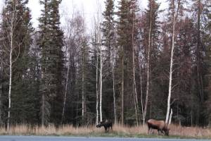 Moose are seen eating on the shoulder of Kenai Spur Highway on Wednesday, Oct. 21, 2020, outside of Soldotna, Alaska. (Ashlyn OHara/Peninsula Clarion)