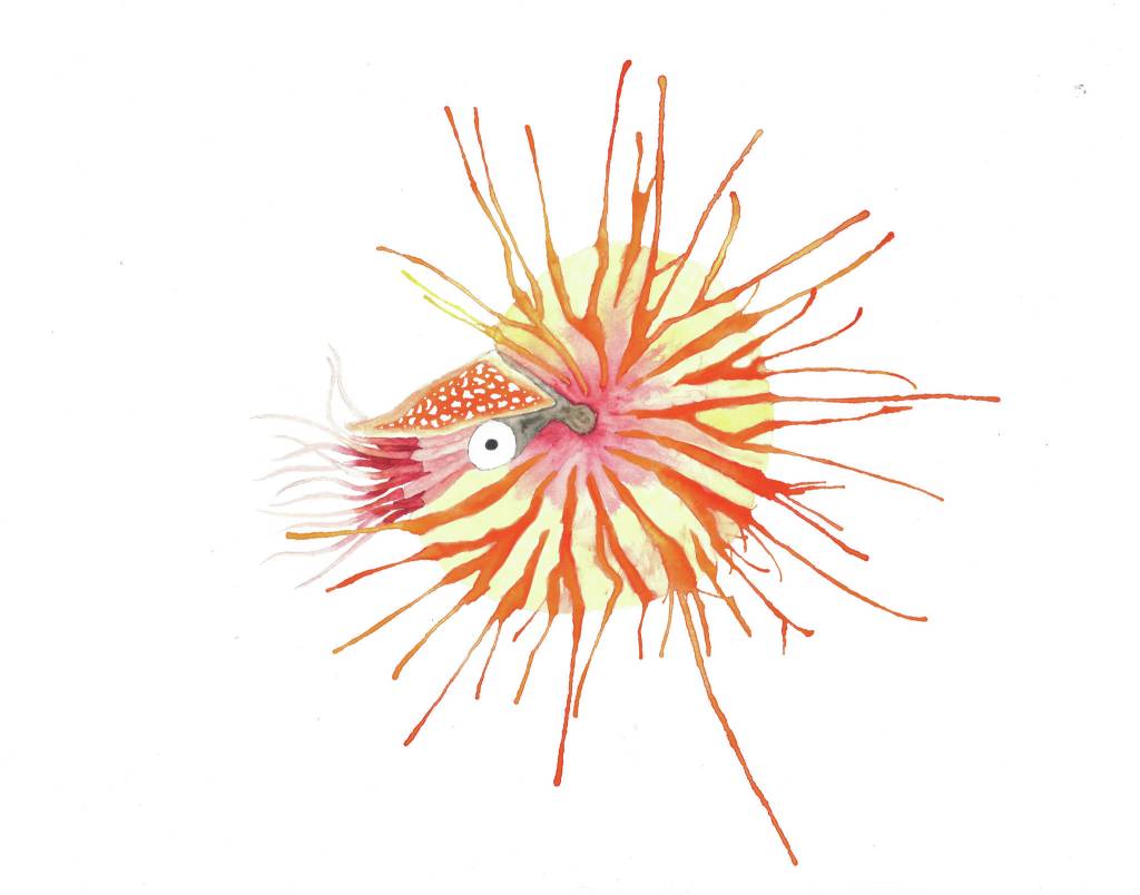 A watercolor painting of a nautilus from Kim Schusters Science Observed Through Art: Unsung Species, opening Friday, Dec. 4, 2020, at Ptarmigan Arts in Homer, Alaska. (Photo courtesy of Ptarmigan Arts)