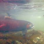 Silver salmon swim in Sucker Creek on Sept. 18, 2020. Surface streams on the Kenai Peninsula and fish in them have far less arsenic in them than in some well water in the area. (Photo by Matt Bowser/Kenai National Wildlife Refuge)