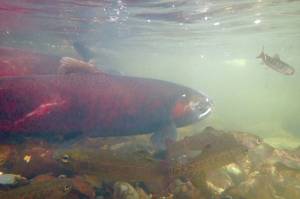 Silver salmon swim in Sucker Creek on Sept. 18, 2020. Surface streams on the Kenai Peninsula and fish in them have far less arsenic in them than in some well water in the area. (Photo by Matt Bowser/Kenai National Wildlife Refuge)