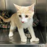 Oslo. (Photo courtesy Homer Animal Shelter)