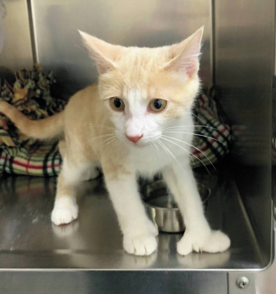 Oslo. (Photo courtesy Homer Animal Shelter)